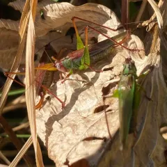 Handsome Meadow Katydid thumbnail 3