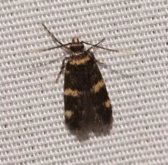 Scarce Obscure Moth thumbnail 2