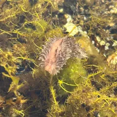 Shag-rug Nudibranch thumbnail 4