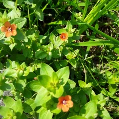scarlet pimpernel thumbnail 3