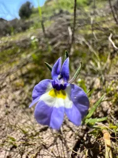 Doublehorn Calicoflower thumbnail 2