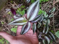 inchplant thumbnail 2