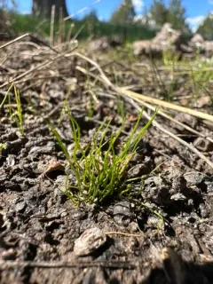 American pillwort thumbnail 2