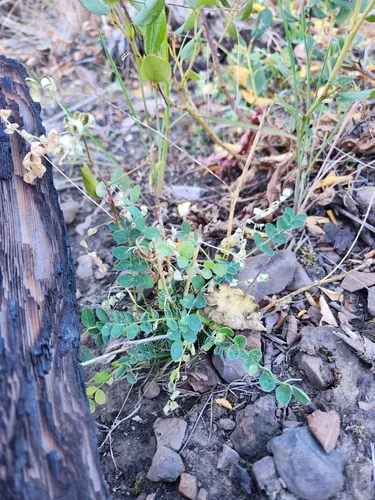 Payson's Milkvetch