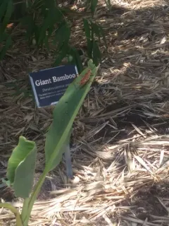 Eastern Lubber Grasshopper thumbnail 1