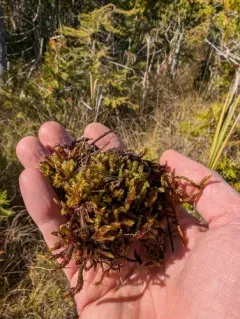 Hooked Scorpion-moss thumbnail 2