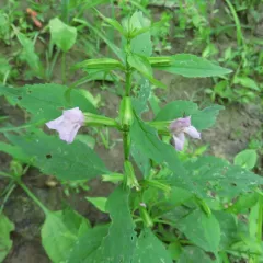 sharpwing monkeyflower thumbnail 2