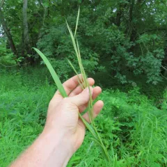 prairie cordgrass thumbnail 4