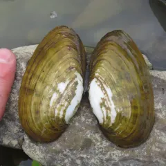 Kidneyshell thumbnail 4