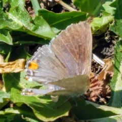 Gray Hairstreak thumbnail 1