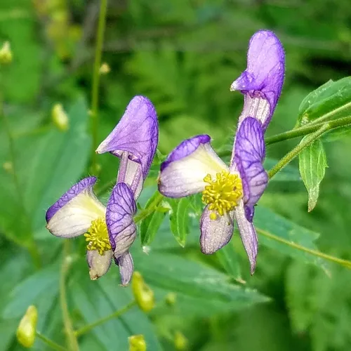 Columbian Monkshood