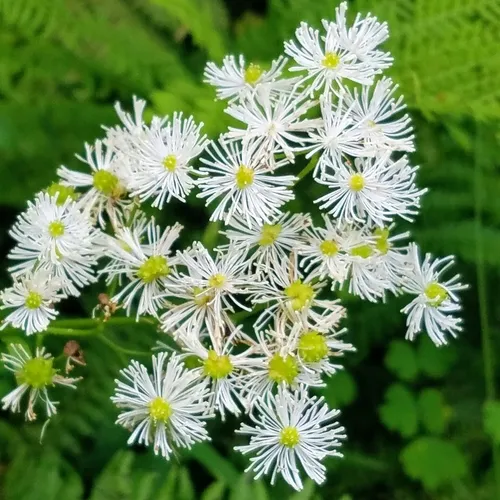 Carolina bugbane