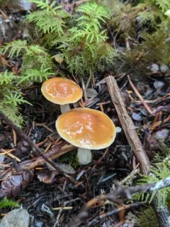 Thaxterogaster vibratilis thumbnail 3