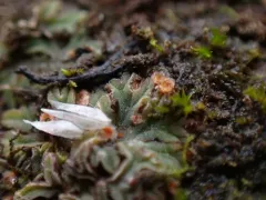 Neottiella ricciae thumbnail 2