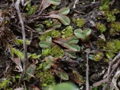 Campbell crystalwort thumbnail 1