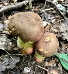 Butyriboletus brunneus thumbnail 3