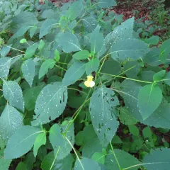 pale jewelweed thumbnail 3