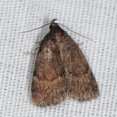 Rotund Idia Moth thumbnail 3