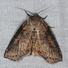 Tufted Thyatirine Moth thumbnail 4