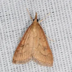 Celery Leaftier Moth thumbnail 2