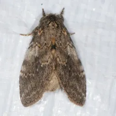 Angulose Prominent thumbnail 4