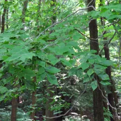 American beech thumbnail 1