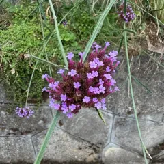 purpletop vervain thumbnail 4