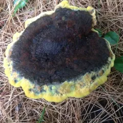 Dyer's Polypore thumbnail 4