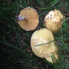Chicken Fat Mushroom thumbnail 2