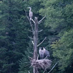 Great Blue Heron thumbnail 4