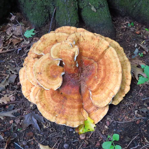 Berkeley's Polypore