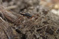 Ligyrocoris latimarginatus thumbnail 2