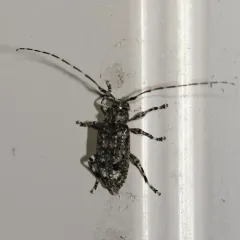 Variegated Longhorned Beetle thumbnail 2