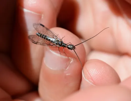Negha longicornis