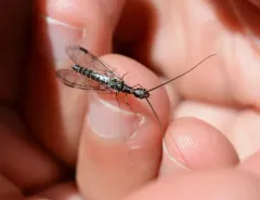 Negha longicornis thumbnail 1