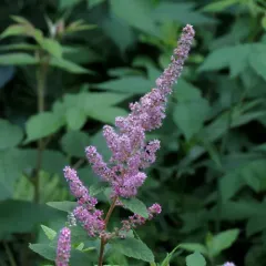 Steeplebush thumbnail 3