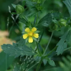 rough cinquefoil thumbnail 3