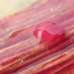 Thiohalocapsa halophila thumbnail 2