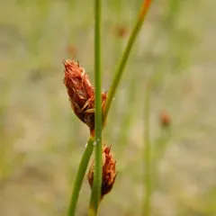 three-square bulrush thumbnail 4