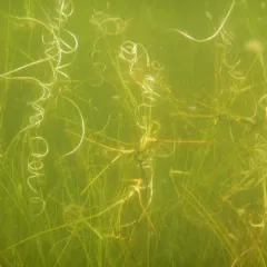 Spiral Tasselweed thumbnail 2