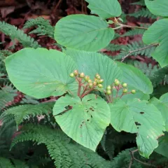 hobblebush thumbnail 3