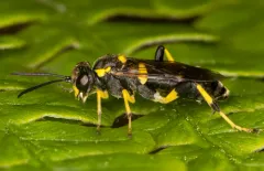 Macrophya bifasciata thumbnail 2