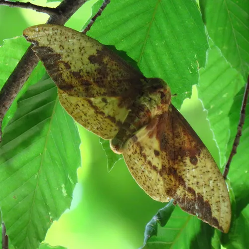Imperial Moth