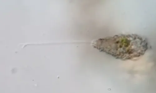 Urceolus sabulosus
