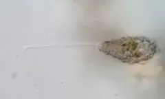 Urceolus sabulosus thumbnail 1