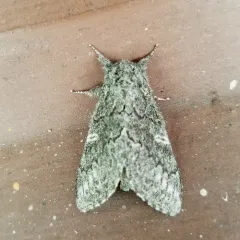 Northern Finned Prominent thumbnail 3