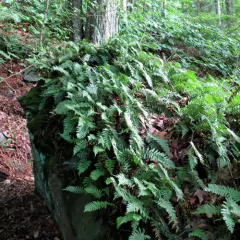 Appalachian rockcap fern thumbnail 2