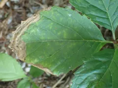 Orchestomerus eisemani thumbnail 2