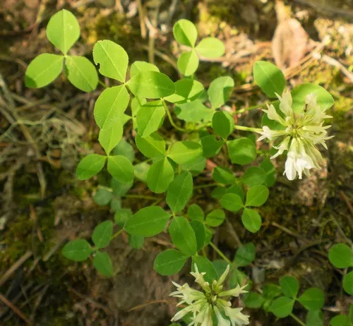 Twin Clover