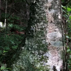 yellow birch thumbnail 2